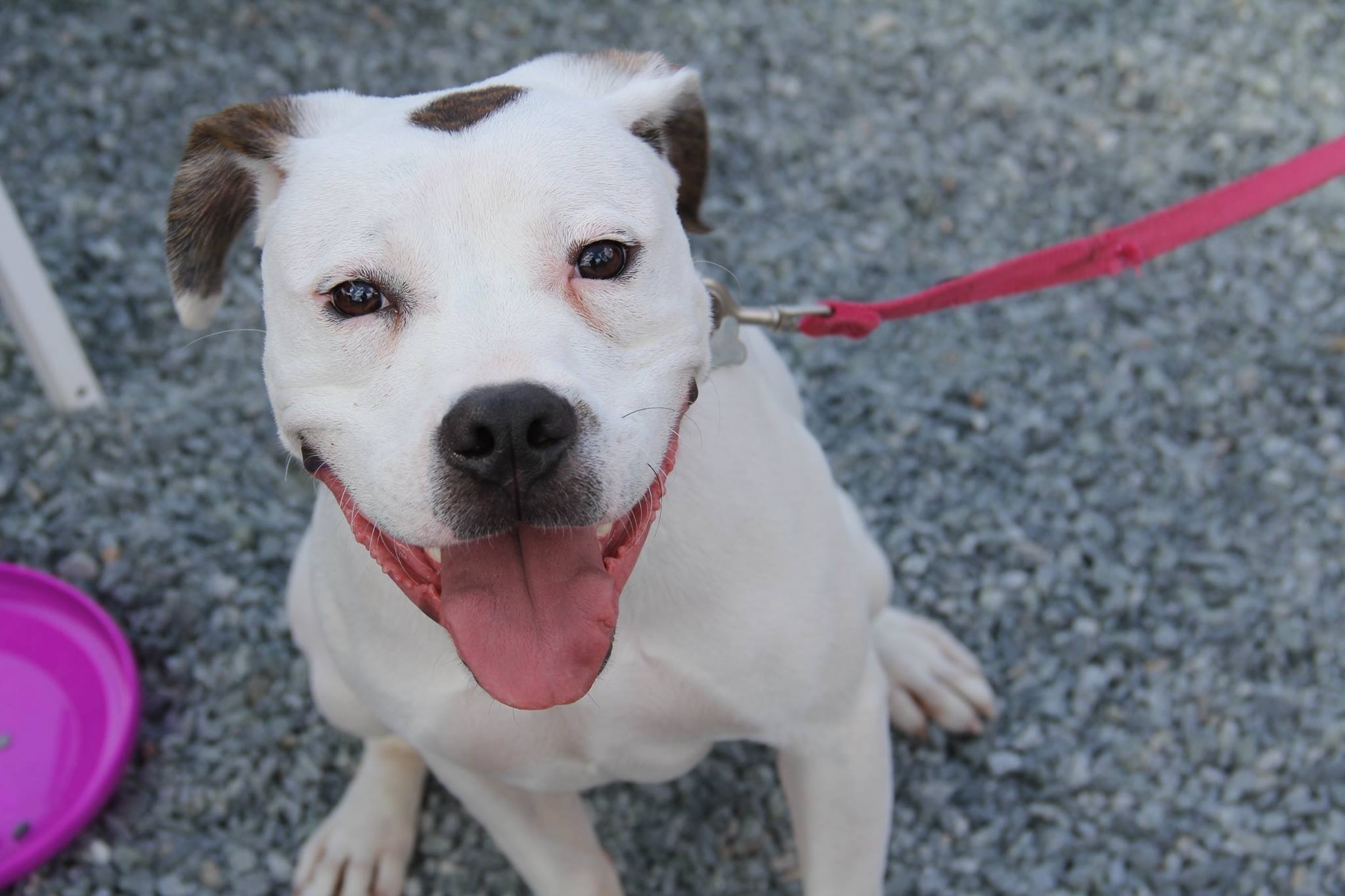 Gypsy, an adoptable Boxer in Fort Mill, SC, 29707 | Photo Image 4