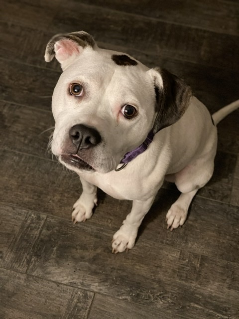 Gypsy, an adoptable Boxer in Fort Mill, SC, 29707 | Photo Image 6