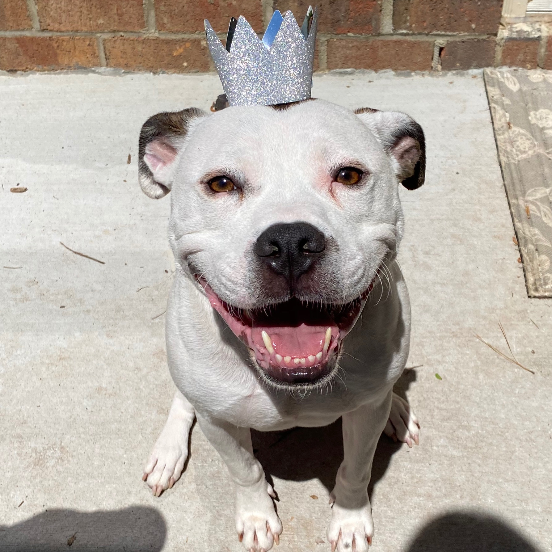 Gypsy, an adoptable Boxer in Fort Mill, SC, 29707 | Photo Image 1