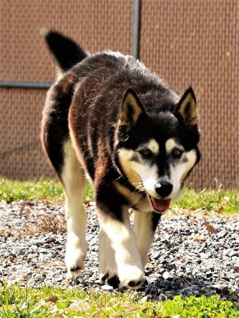 Echo, an adoptable Alaskan Malamute, Feist in Westminster, MD, 21158 | Photo Image 1