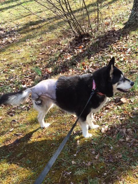 Echo, an adoptable Alaskan Malamute, Feist in Westminster, MD, 21158 | Photo Image 3