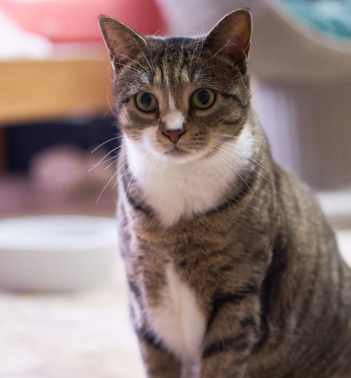 Mouse, an adoptable Domestic Short Hair & Tabby Mix in Germansville, PA_image-1