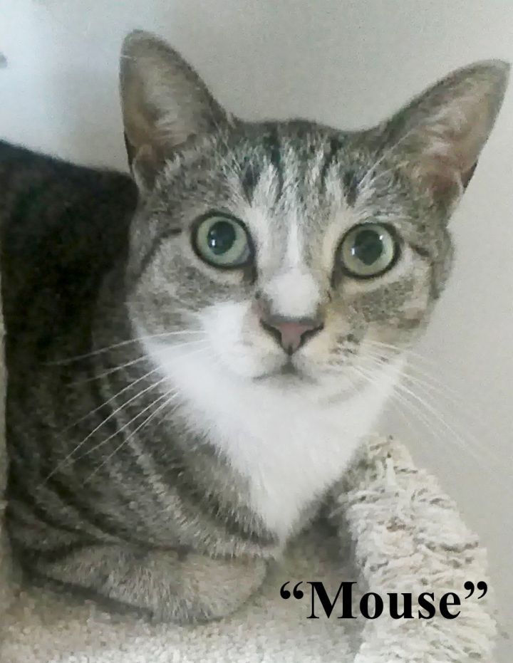 Mouse, an adoptable Domestic Short Hair & Tabby Mix in Germansville, PA_image-5