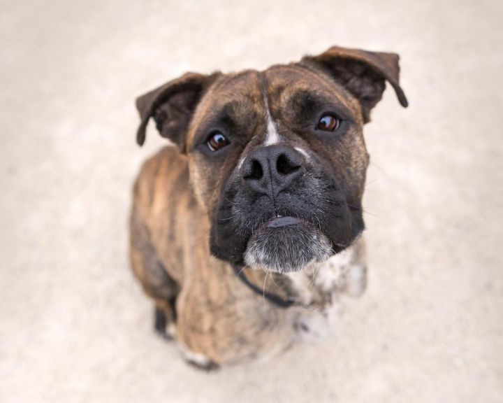 Marjorie, an adopted Boxer Mix in Winnipeg, MB_image-1