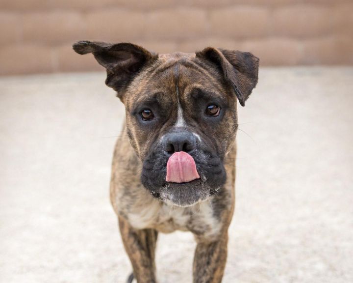 Marjorie, an adopted Boxer Mix in Winnipeg, MB_image-3
