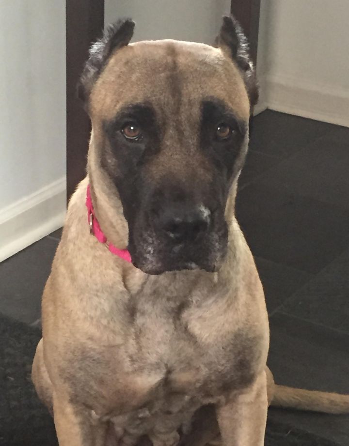 Dog For Adoption Nova Foster Or Adoptive Home A Presa