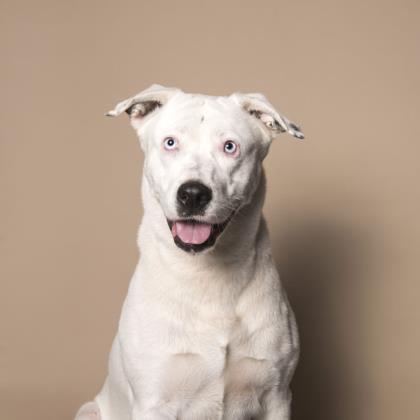 Ariel, an adoptable Staffordshire Bull Terrier in Hollywood, SC, 29449 | Photo Image 4