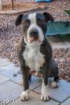 UTAH, an adoptable American Bulldog, Boxer in Chandler, AZ, 85249 | Photo Image 1