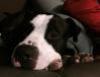 UTAH, an adoptable American Bulldog, Boxer in Chandler, AZ, 85249 | Photo Image 2