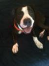 UTAH, an adoptable American Bulldog, Boxer in Chandler, AZ, 85249 | Photo Image 3