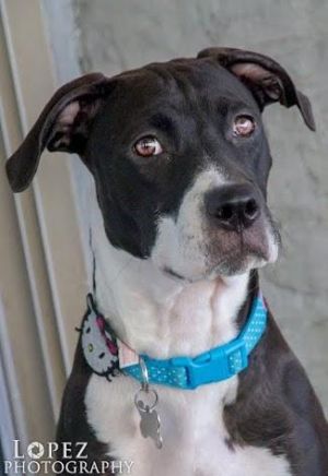 ANNABELLE "ANNIE", Adult Female unknown