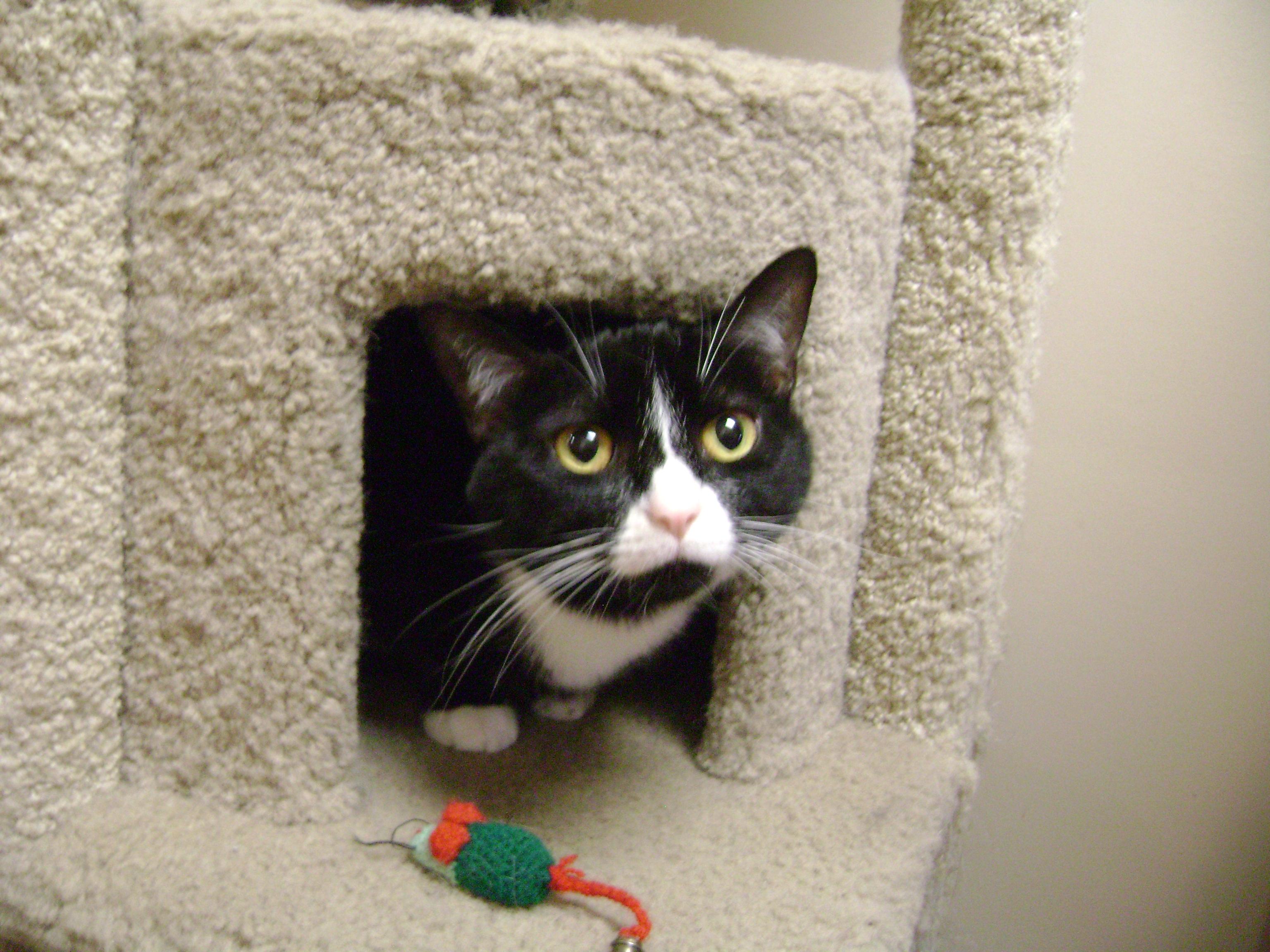 Marley, an adoptable Domestic Short Hair in Monroe, OH, 45050 | Photo Image 1
