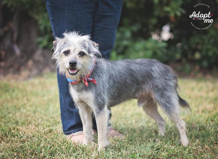 Carlitos, an adopted Wirehaired Terrier Mix in Kingwood, TX_image-2