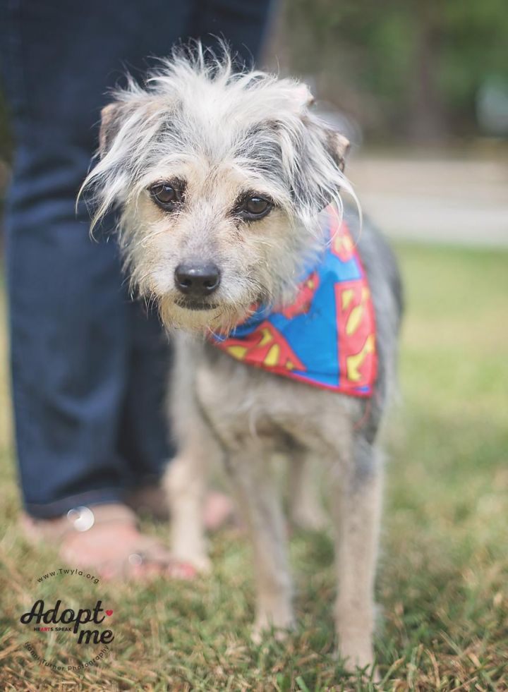 Carlitos, an adopted Wirehaired Terrier Mix in Kingwood, TX_image-3