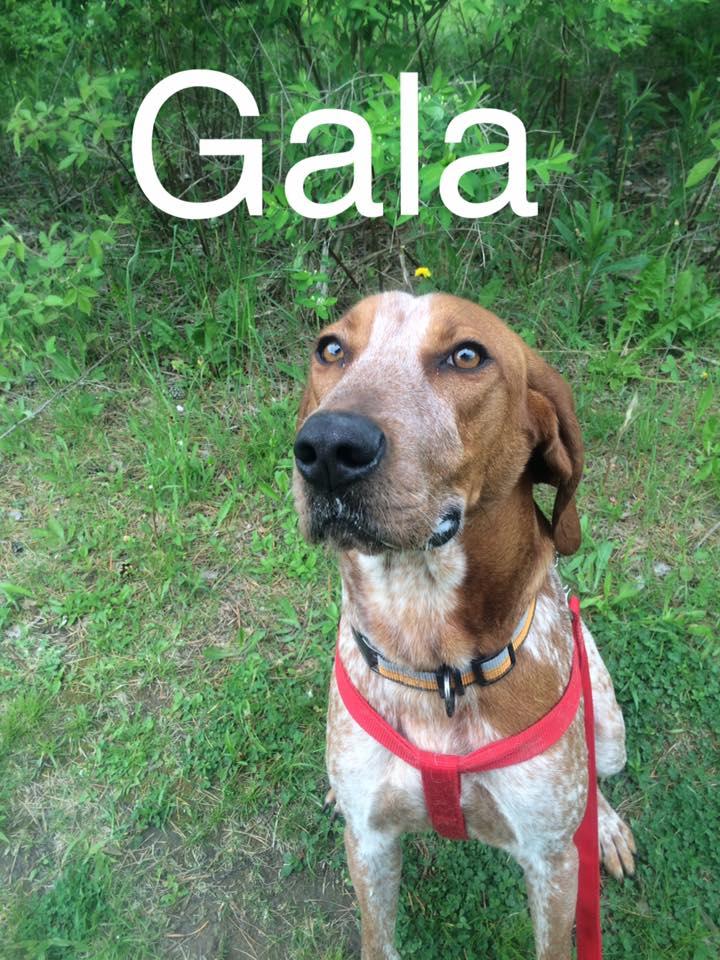 Gala 2
