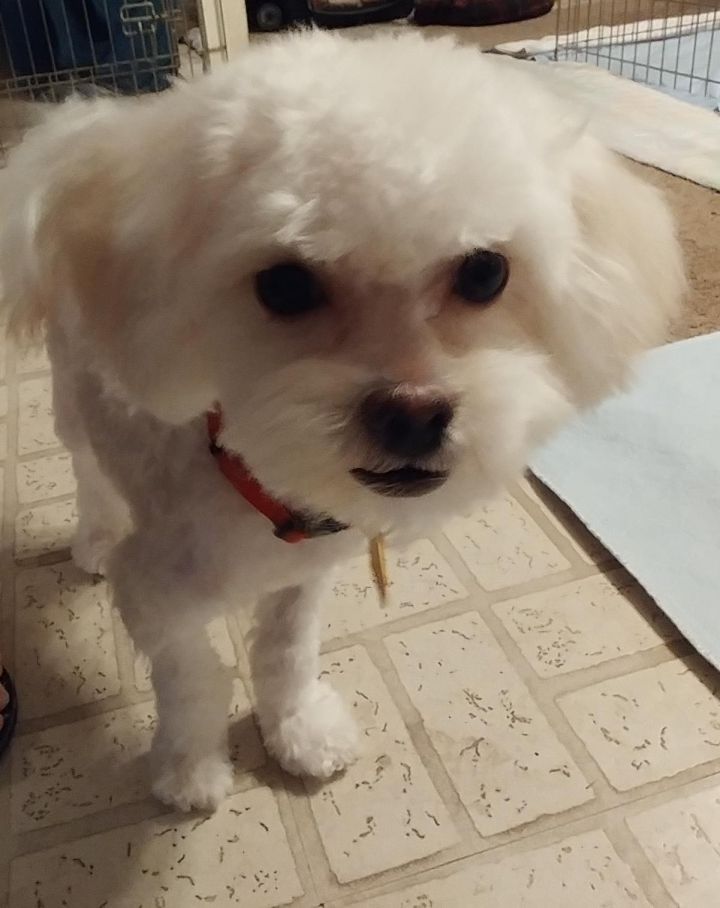 Bichon frise mixed with hot sale maltese