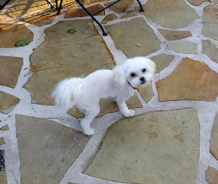 bichon frise maltese mix puppies