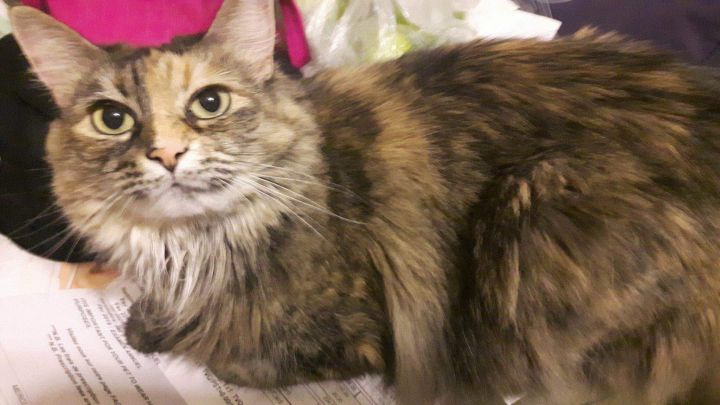 Cat For Adoption Penny A Domestic Long Hair Tortoiseshell Mix