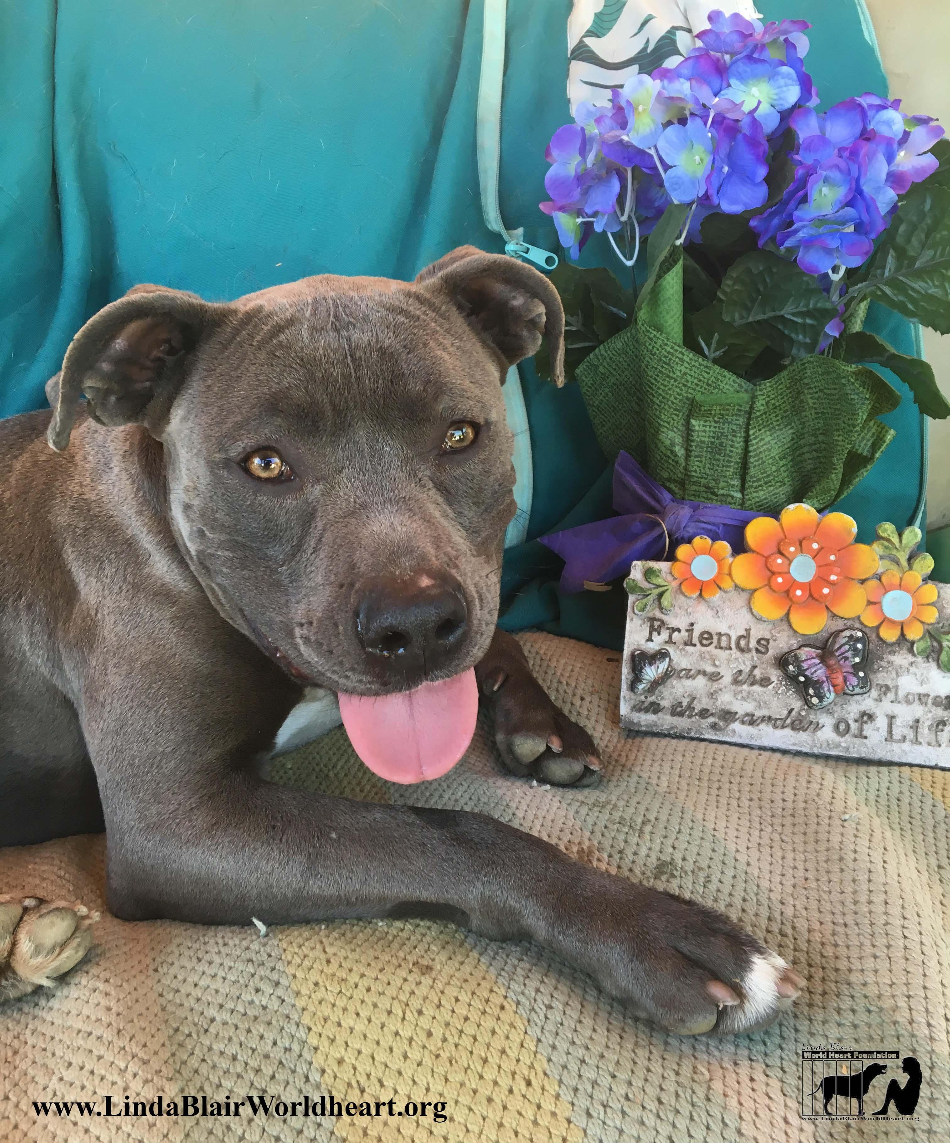 Eva, an adoptable American Staffordshire Terrier, Mixed Breed in Acton, CA, 93510 | Photo Image 2