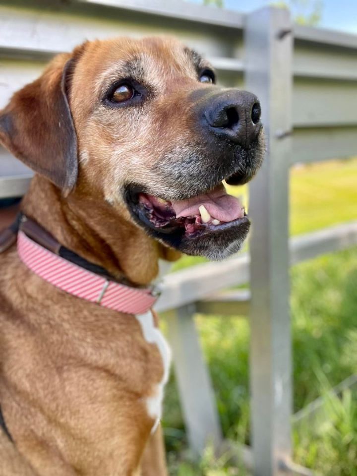 Indie, an adoptable Rhodesian Ridgeback & Hound Mix in Lake Odessa, MI