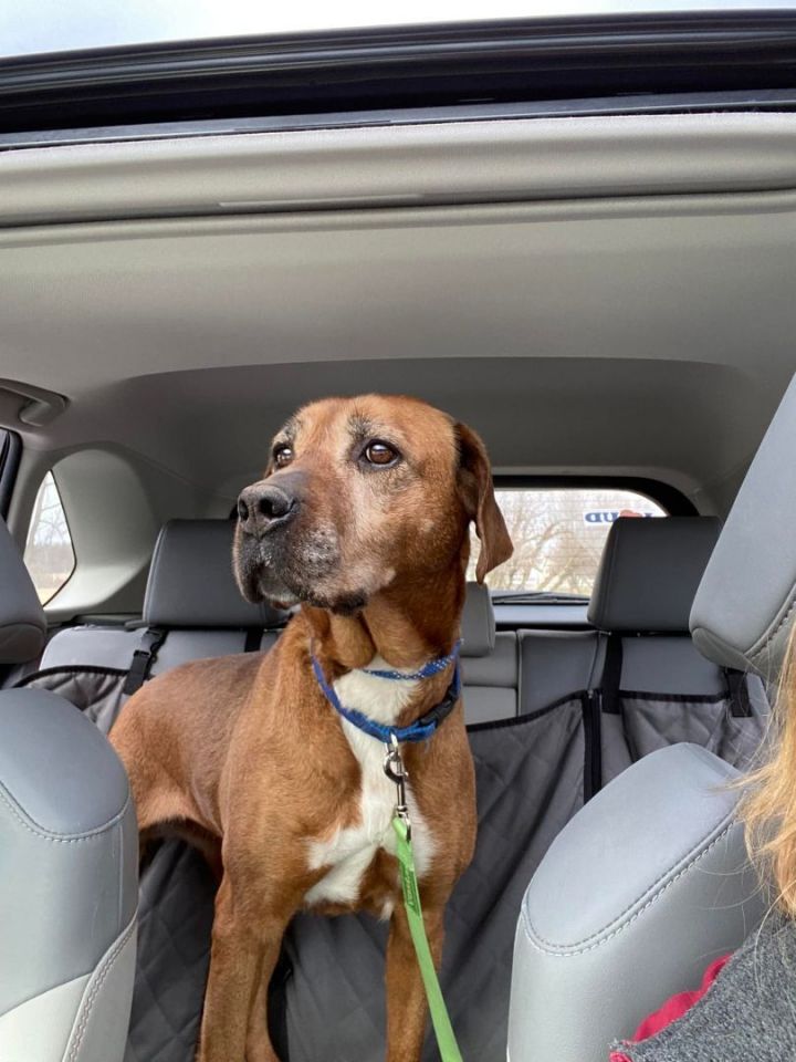 Indie, an adoptable Rhodesian Ridgeback & Hound Mix in Lake Odessa, MI_image-1