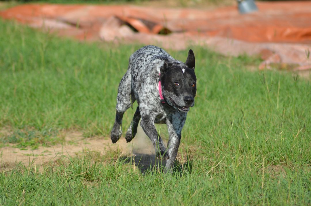 Kona, an adoptable Australian Cattle Dog / Blue Heeler in Mabank, TX, 75147 | Photo Image 2