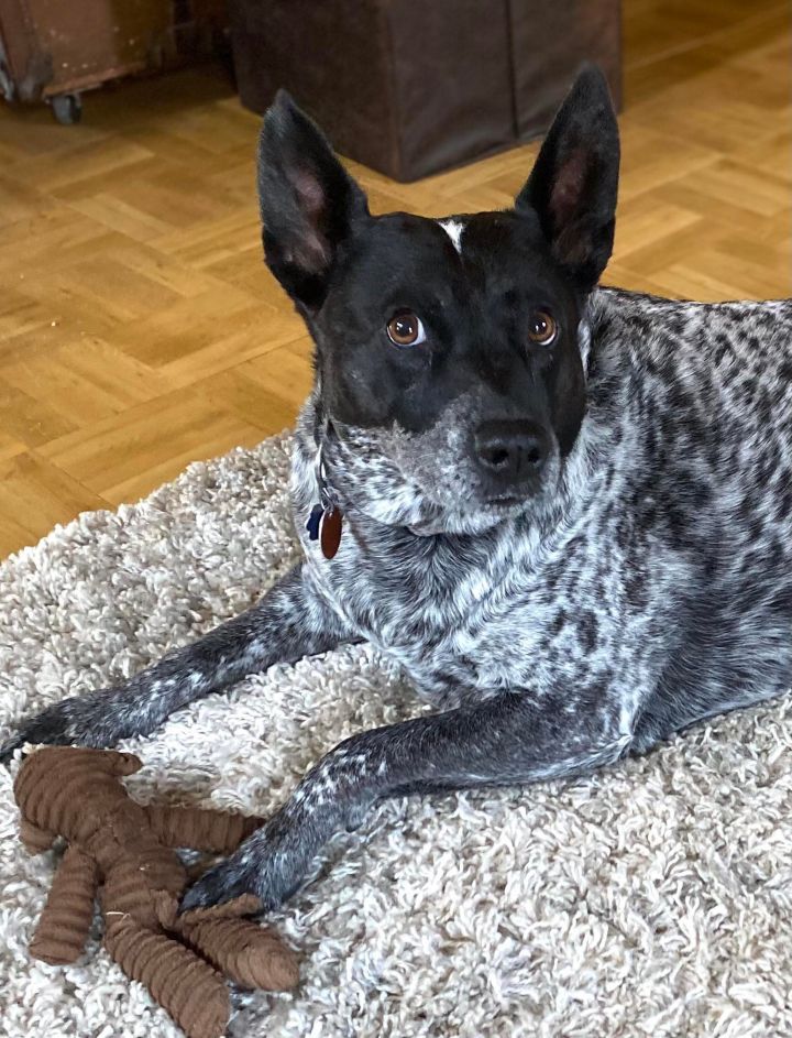 My Blue Heeler's Favorite Chew Toys 