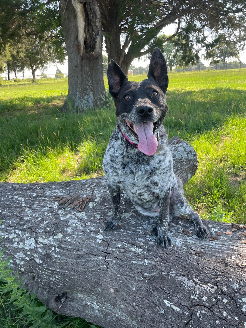 Kona, an adoptable Australian Cattle Dog / Blue Heeler in Mabank, TX, 75147 | Photo Image 5