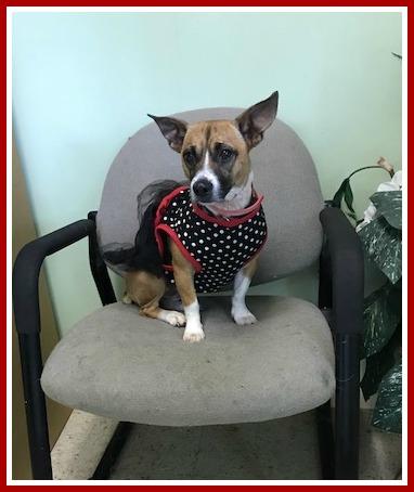 ADORABLE SMALL DOGS!!!, an adoptable Jack Russell Terrier in Mount Laurel, NJ, 08054 | Photo Image 1