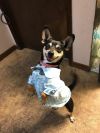 ADORABLE SMALL DOGS!!! photo 2