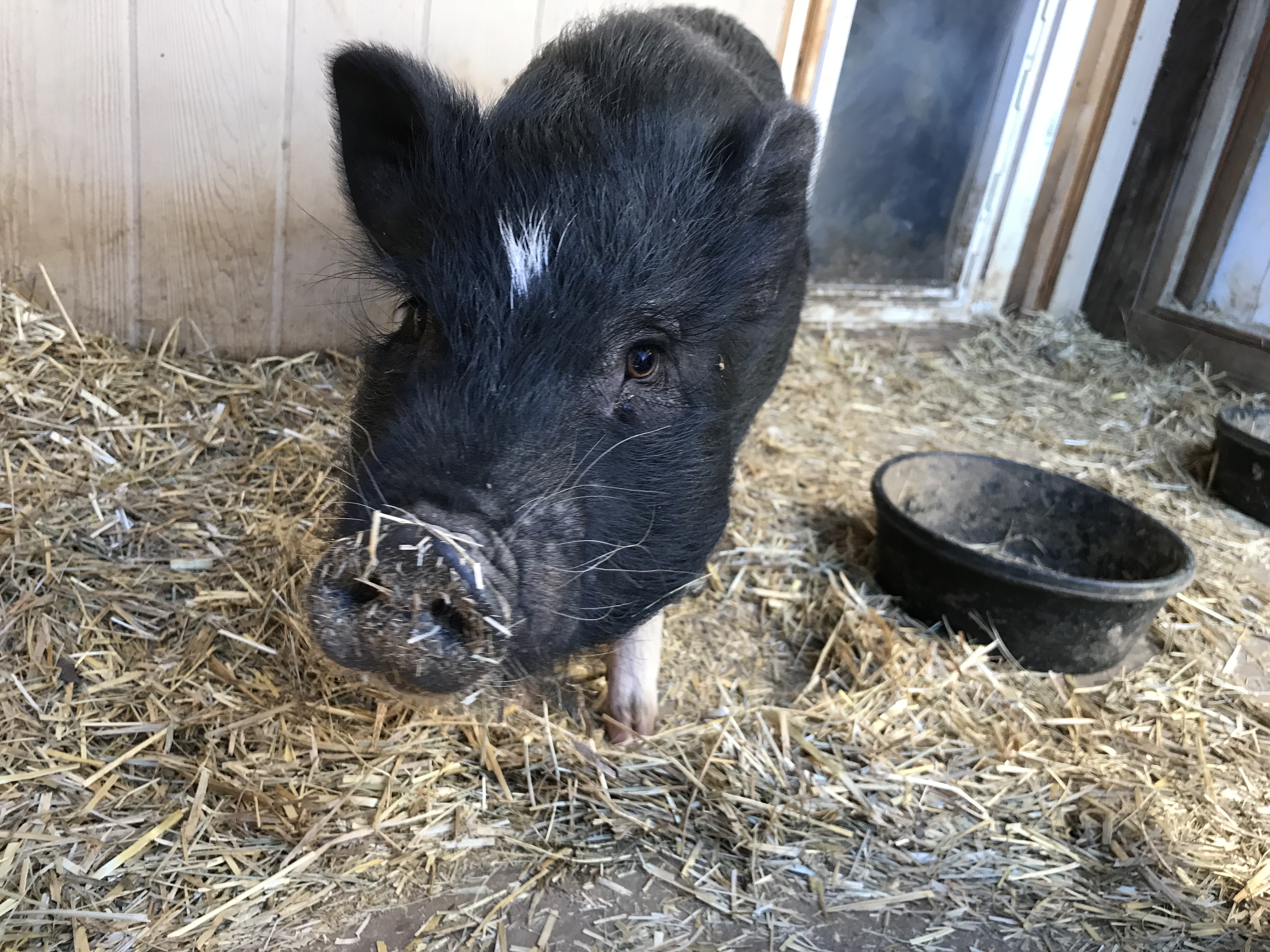 Black pot best sale belly pig