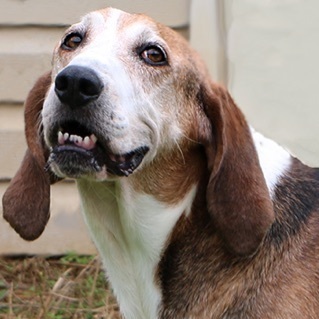 Slim, an adoptable Hound in Charles Town, WV, 25414 | Photo Image 1