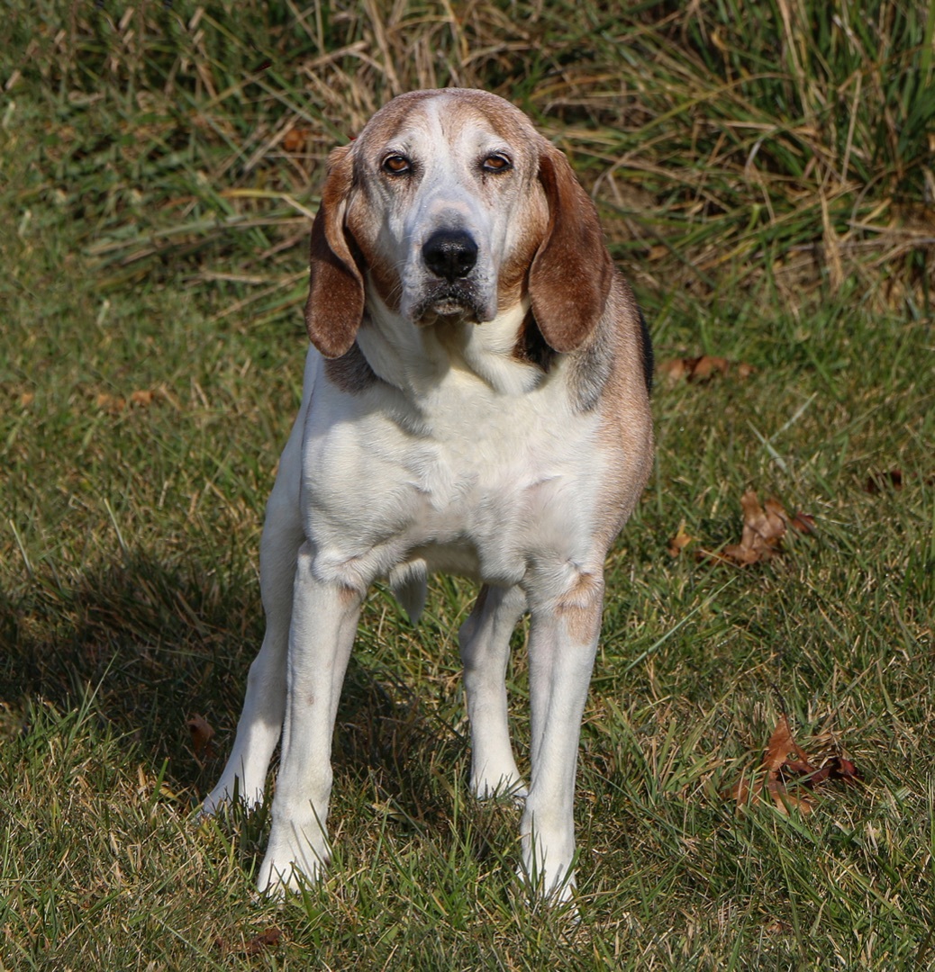 Slim, an adoptable Hound in Charles Town, WV, 25414 | Photo Image 2