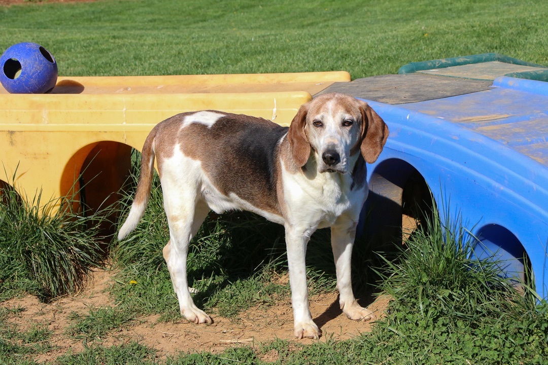 Slim, an adoptable Hound in Charles Town, WV, 25414 | Photo Image 3