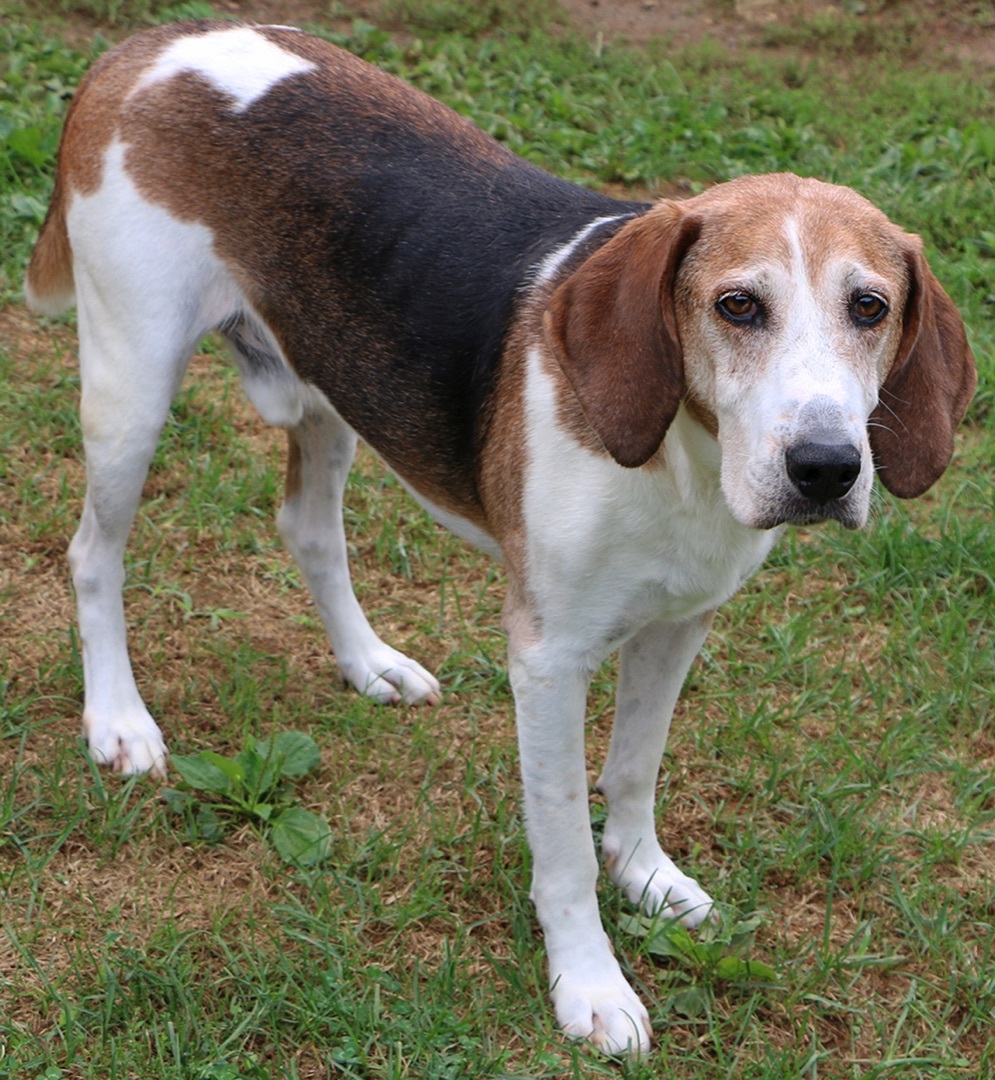Slim, an adoptable Hound in Charles Town, WV, 25414 | Photo Image 4