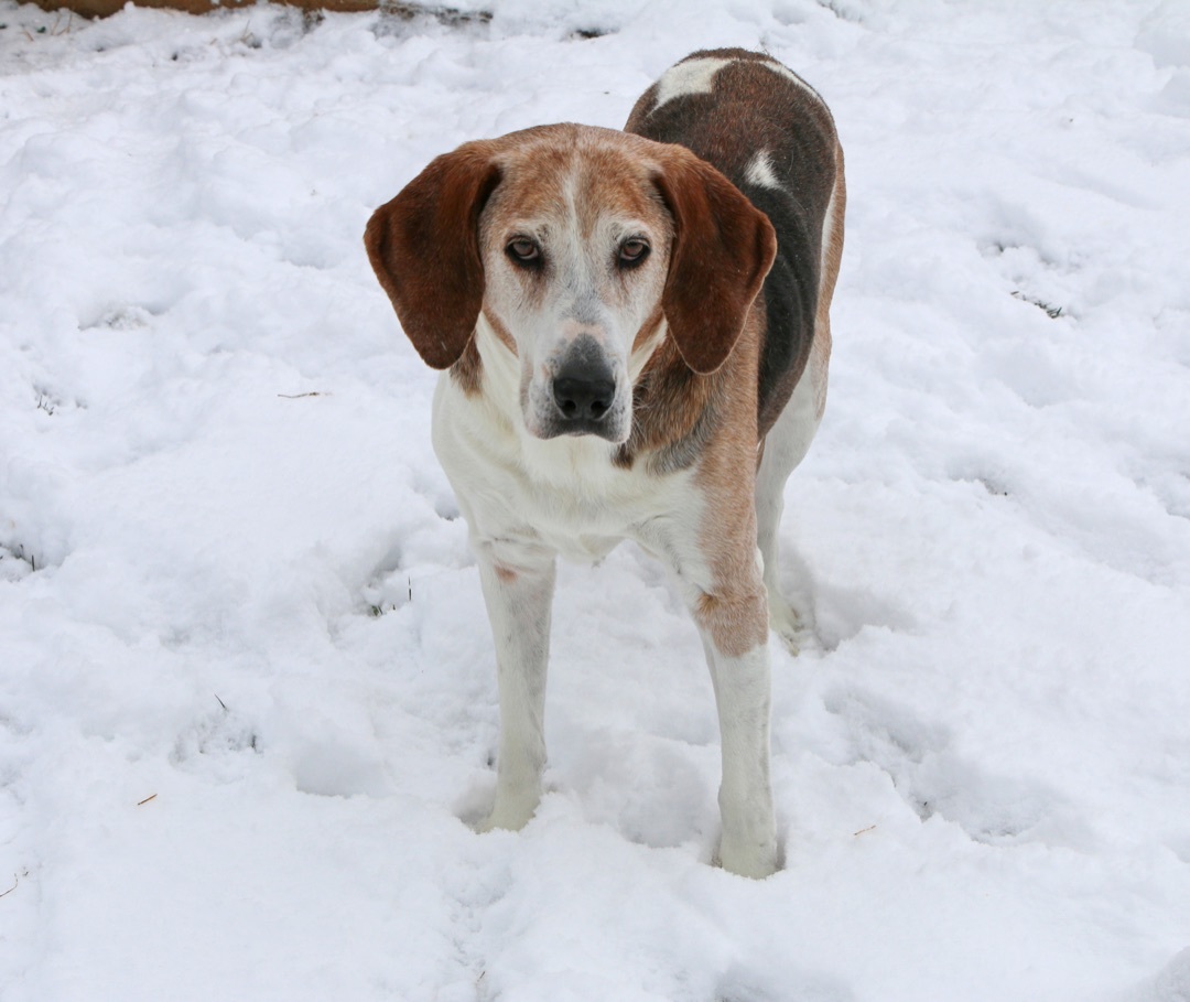 Slim, an adoptable Hound in Charles Town, WV, 25414 | Photo Image 5
