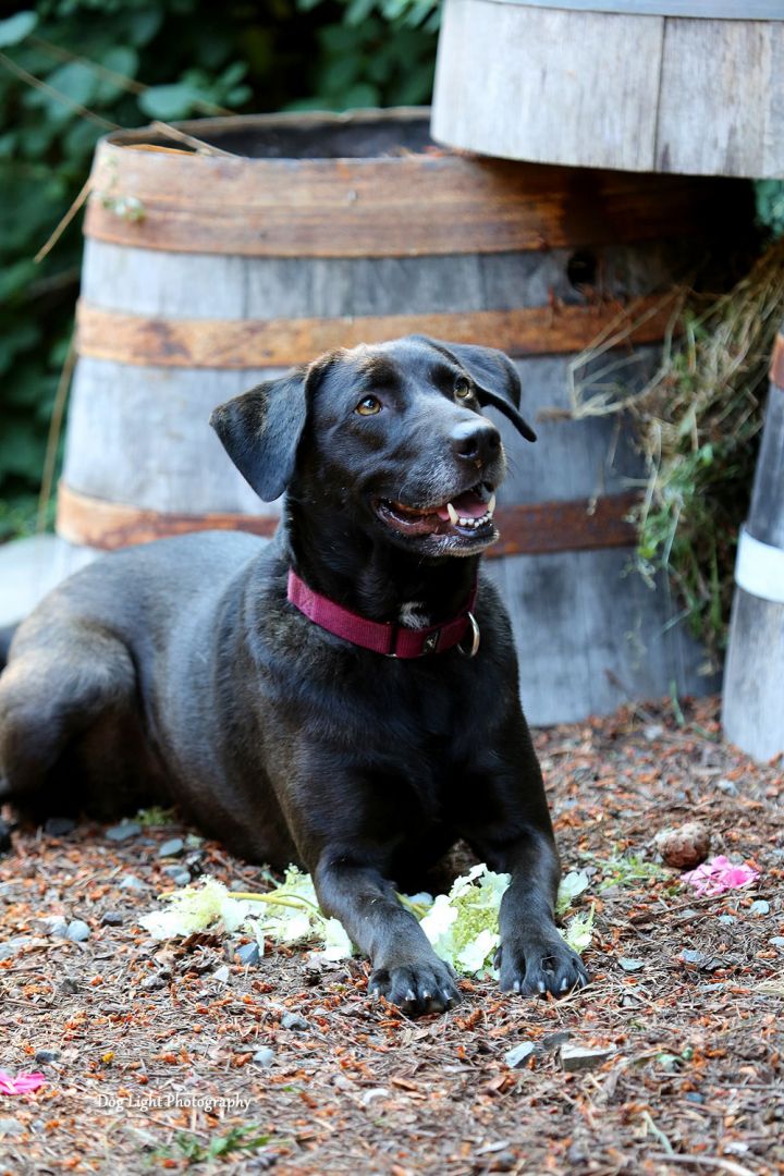 Onyx, an adopted Labrador Retriever in Sequim, WA_image-2