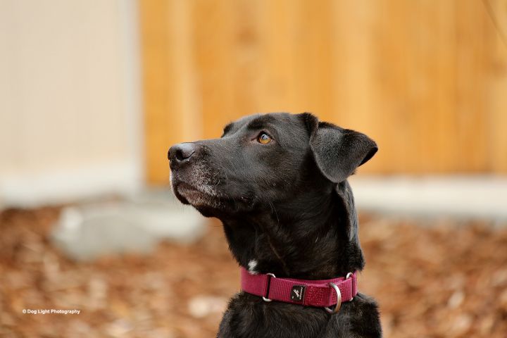 Onyx, an adopted Labrador Retriever in Sequim, WA_image-4