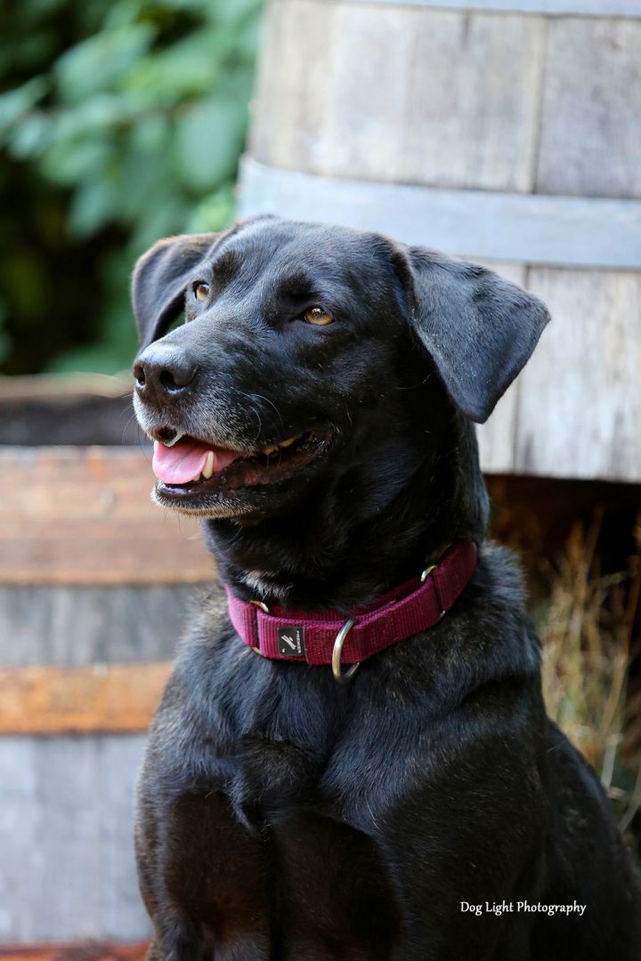Onyx, an adopted Labrador Retriever in Sequim, WA_image-1