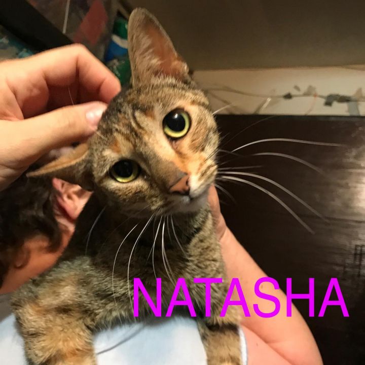 NATASHA L 4