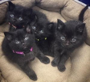Bottle Babies - Josie, Holly, Cleo and Dusty