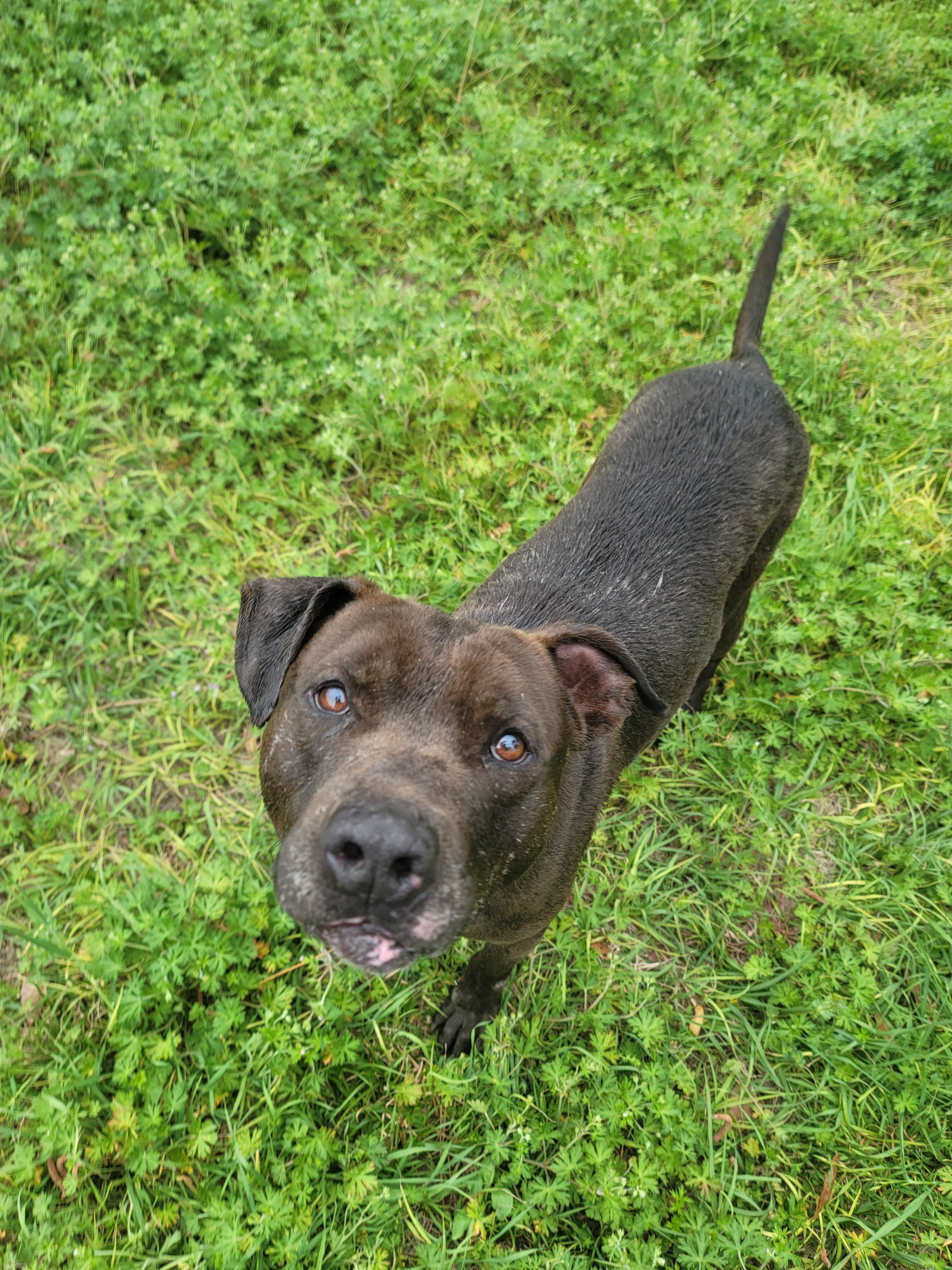 Knight, an adoptable Pit Bull Terrier in Samson, AL, 36477 | Photo Image 2