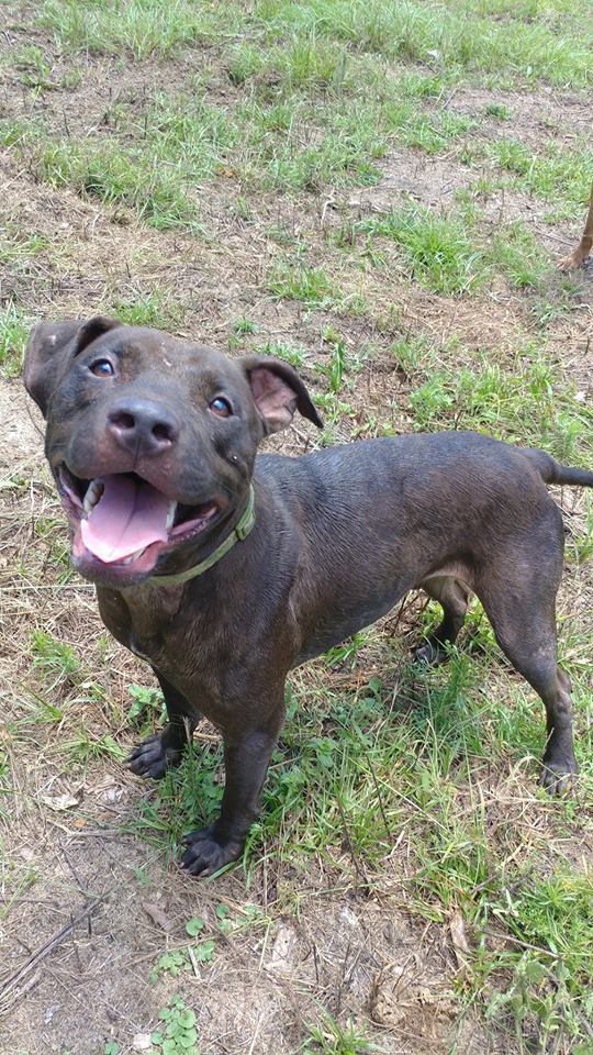 Knight, an adoptable Pit Bull Terrier in Samson, AL, 36477 | Photo Image 3