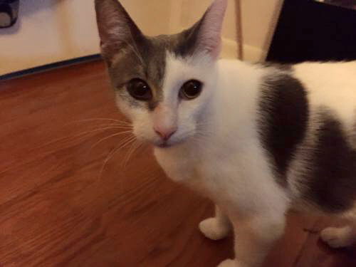 Chance the cat, an adoptable Domestic Short Hair in Royal Palm Beach, FL, 33421 | Photo Image 1