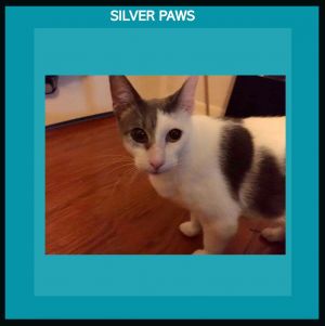 Chance the cat, Adult Male unknown