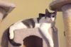 Chance the cat photo 3