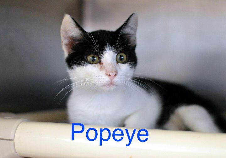 Popeye 1