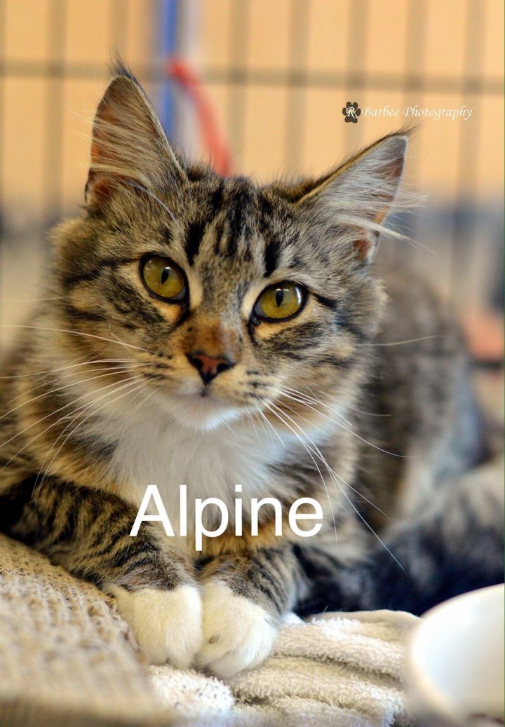 Alpine 1