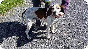 Leia, an adoptable Hound in Westminster, MD, 21158 | Photo Image 1