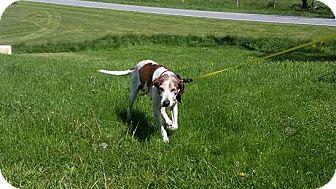 Leia, an adoptable Hound in Westminster, MD, 21158 | Photo Image 2